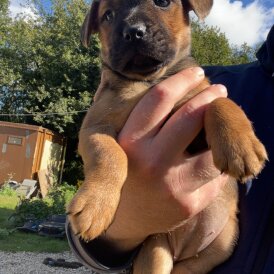 Patterdale Terrier