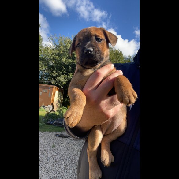 Patterdale Terrier