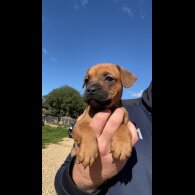 Patterdale Terrier