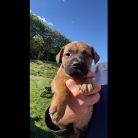 Patterdale Terrier