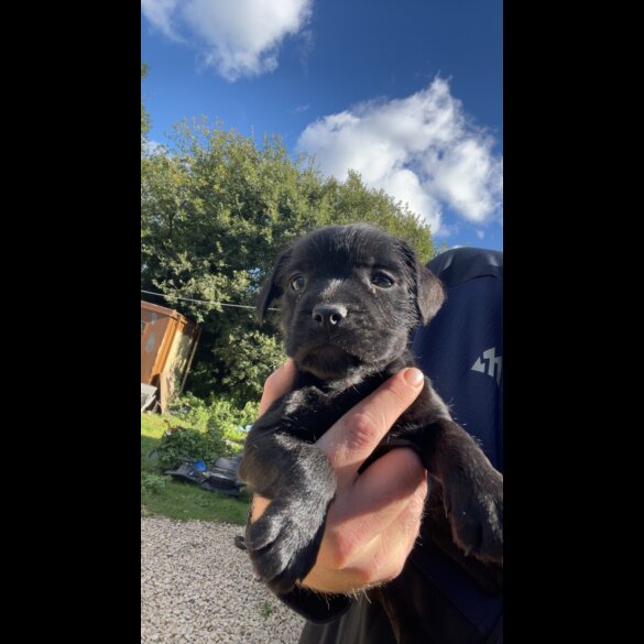 Patterdale Terrier