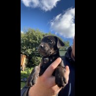 Patterdale Terrier