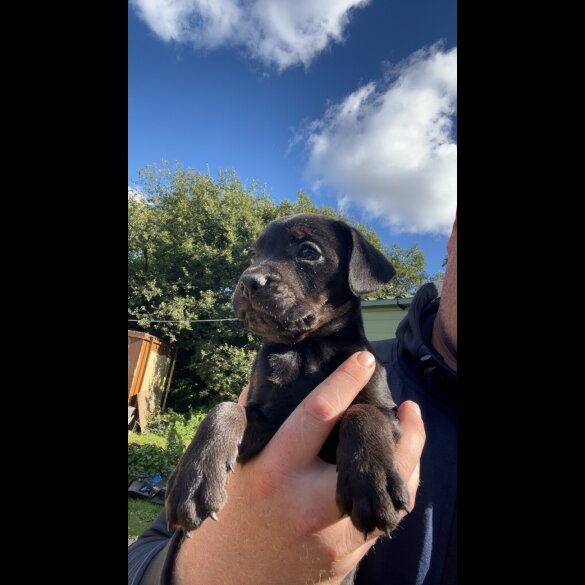 Patterdale Terrier