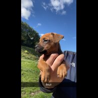 Patterdale Terrier