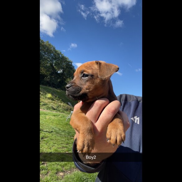 Patterdale Terrier