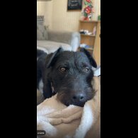 Patterdale Terrier