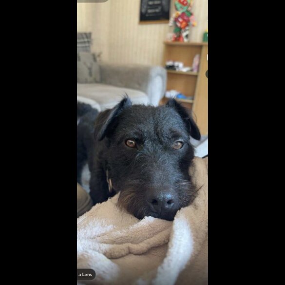 Patterdale Terrier