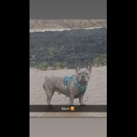Patterdale Terrier
