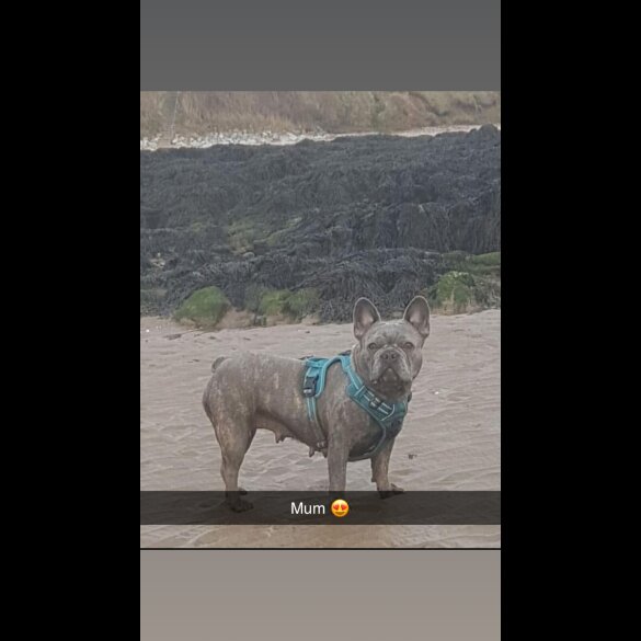 Patterdale Terrier