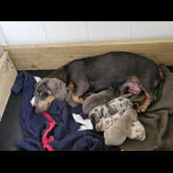 Dachshund (Miniature Smooth Haired)