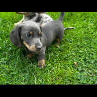 Dachshund (Miniature Smooth Haired)