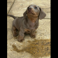 Dachshund (Miniature Smooth Haired)
