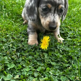 Dachshund (Miniature Smooth Haired)