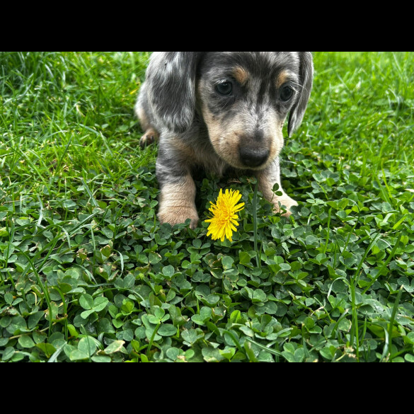 Dachshund (Miniature Smooth Haired)