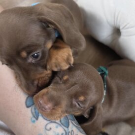 Dachshund (Smooth Haired) - Both