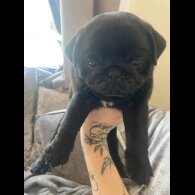 Pug