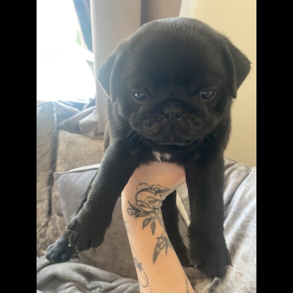 Pug