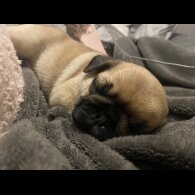 Pug