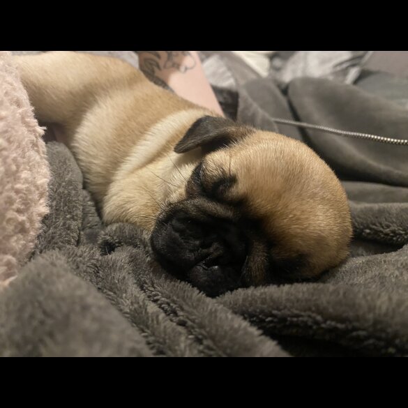 Pug