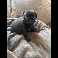Pug