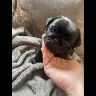 Pug