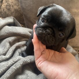 Pug