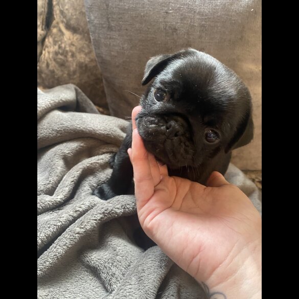 Pug