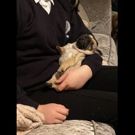 Pug