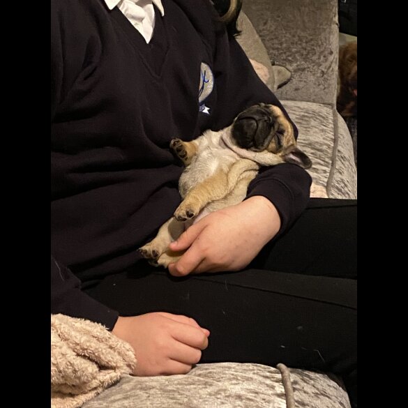 Pug