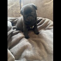 Pug