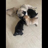 Pug