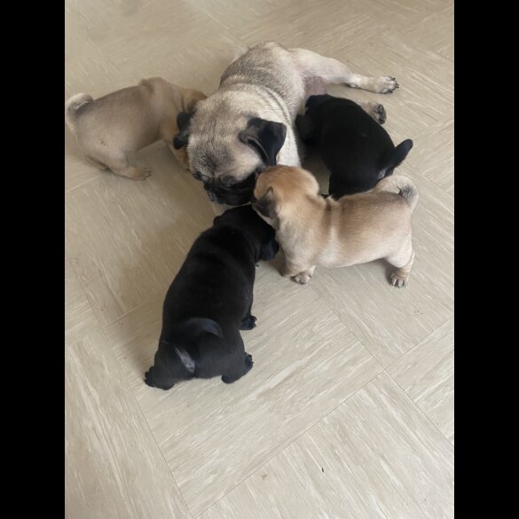 Pug