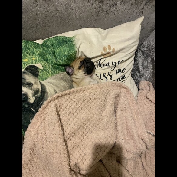 Pug