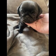 Pug