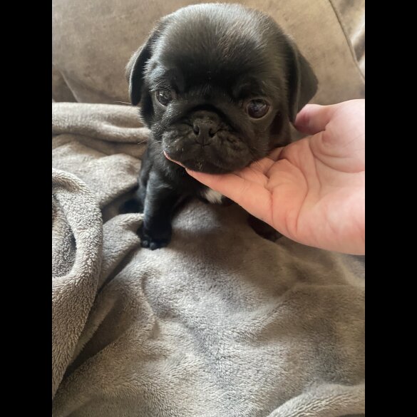Pug