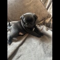 Pug