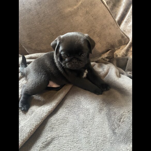 Pug