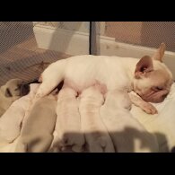 French Bulldog - Both