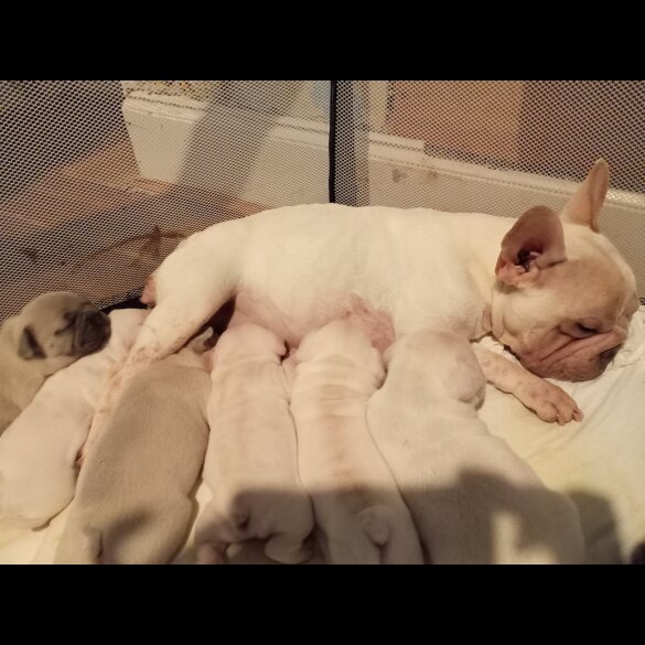 French Bulldog - Both