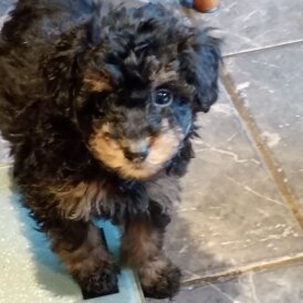 Pomapoo - Both