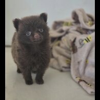 Pomeranian