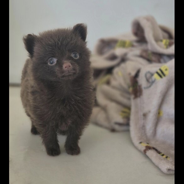 Pomeranian