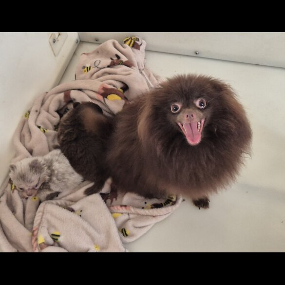 Pomeranian