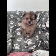 Pomeranian - Both