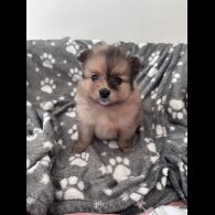 Pomeranian - Both