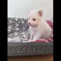 Pomeranian - Both
