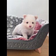 Pomeranian - Both