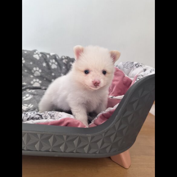 Pomeranian - Both