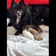 Pomeranian - Both