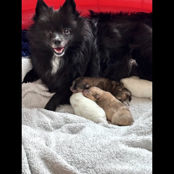 Pomeranian - Both